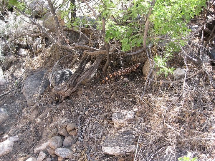 File:Pima Canyon Trail Gila Monster.JPG