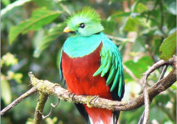 File:Quetzal01 cropped.JPG