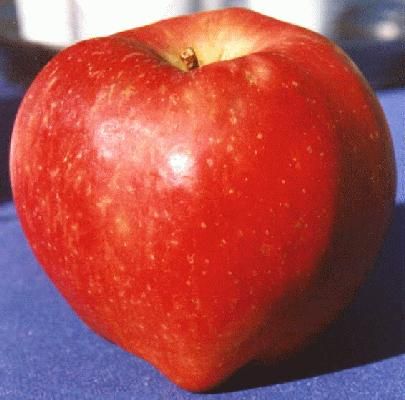 File:Red Delicious.jpg