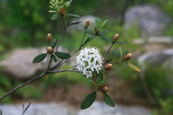 File:Rhododendron micranthum.jpg