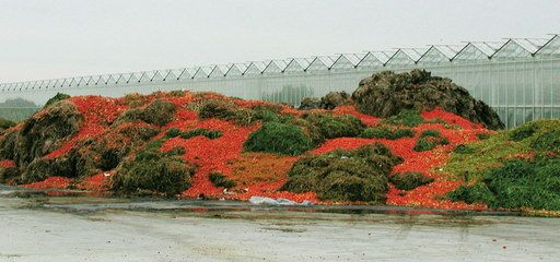 File:Rotten tomatoes - geograph.org.uk - 188609.jpg