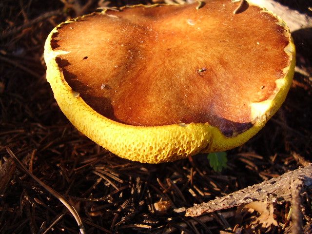 File:Suillus luteus.JPG