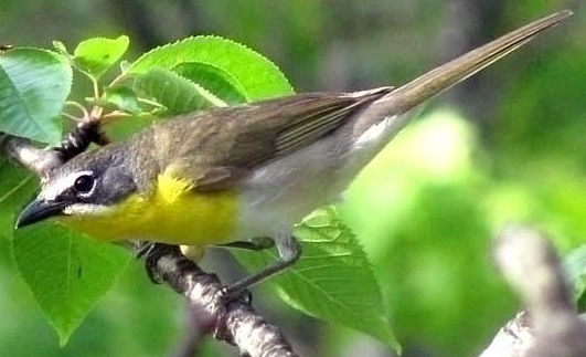 File:Yellow-Breasted-Chat-Oregon.jpg