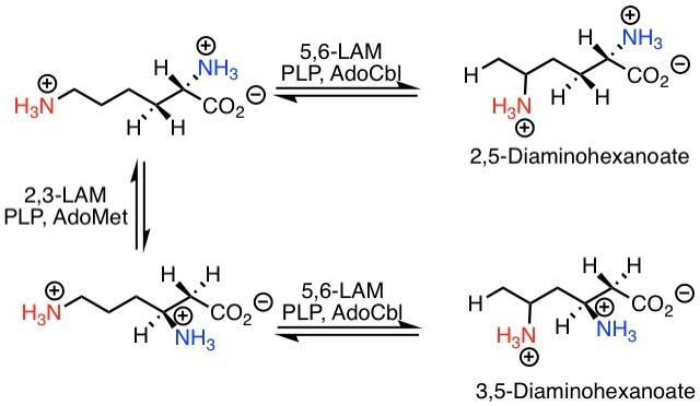 File:5,6-LAM Catalyzed Reactions of Lysin.jpeg