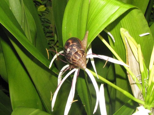 File:Achatina fulica.jpg