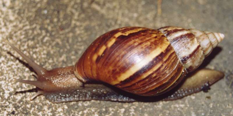 File:Achatina fulica Thailand.jpg