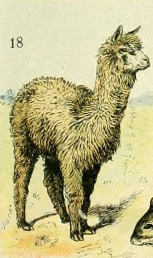 File:Adolphe Millot mammiferes C alpaca.jpg