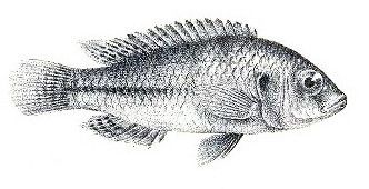 File:Astatotilapia bloyeti.jpg