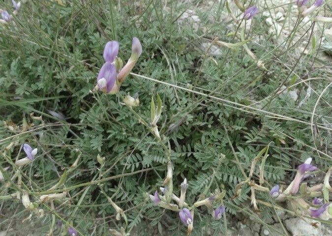 File:Astragalus beypazaricus.jpg