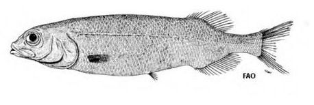 File:Bajacalifornia megalops.jpg