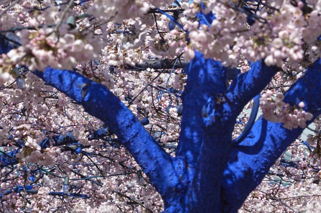 File:Blue-Tree Blossom-Tops1.jpg