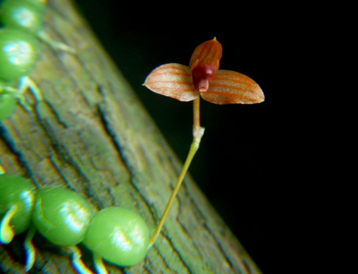 File:Bulbophyllum moniliforme 01.jpg