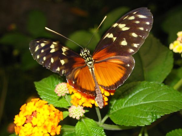 File:Butterfly zwin3.jpg