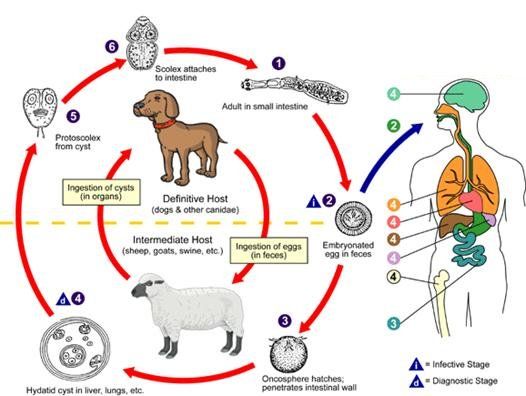 File:CDC Echinococcus Life Cycle.jpg