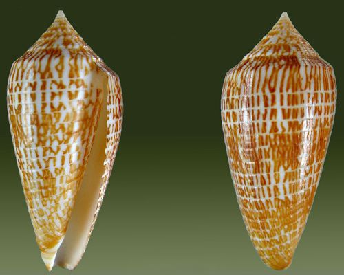 File:Conus armadillo1.jpg