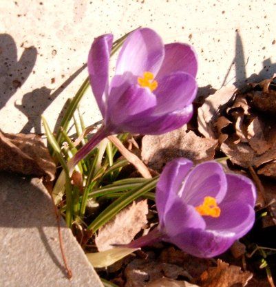 File:Crocus vernalis.jpg