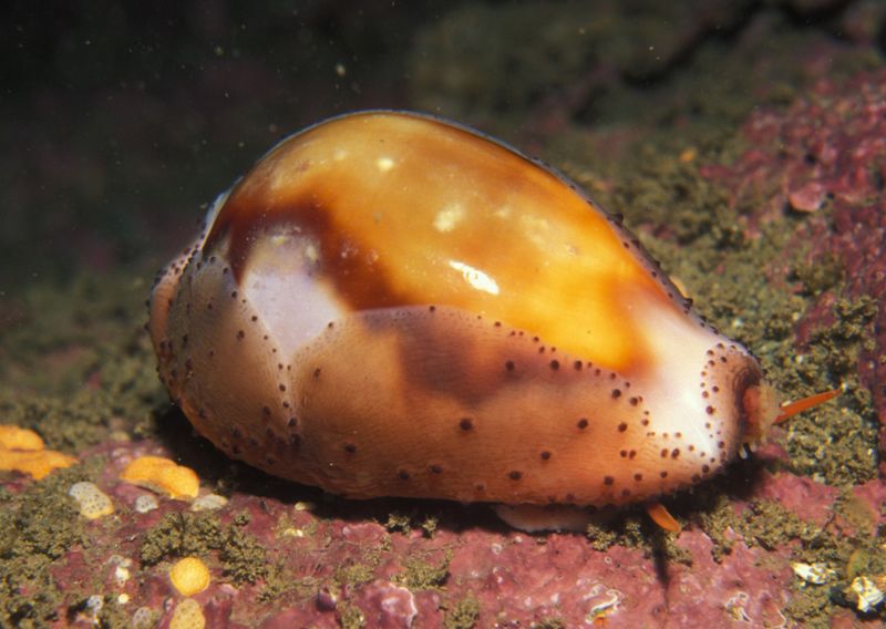 File:Cypraea spadicea 1.jpg