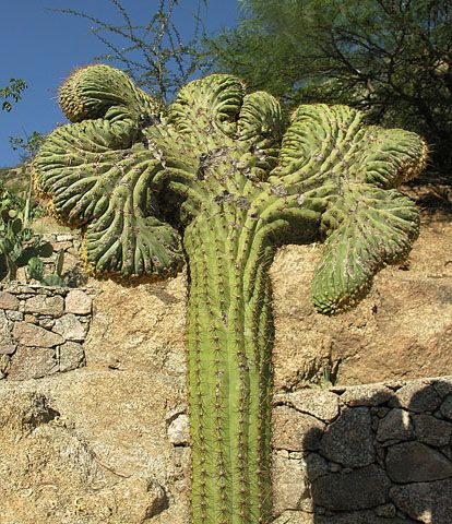 File:Echinopsis terscheckii monstroso (8410101536).jpg