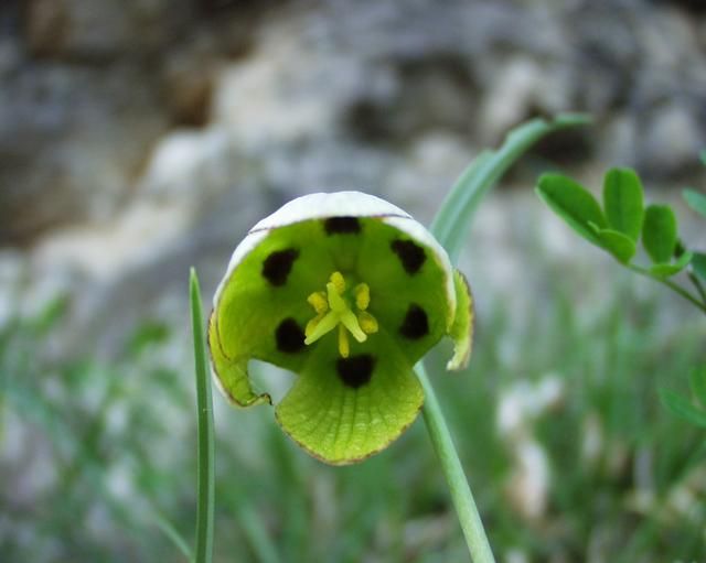 File:Fritillaria involucrata 16052003 2.JPG