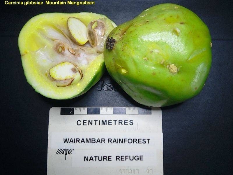 File:Garcinia gibbsiae 273697192.jpg