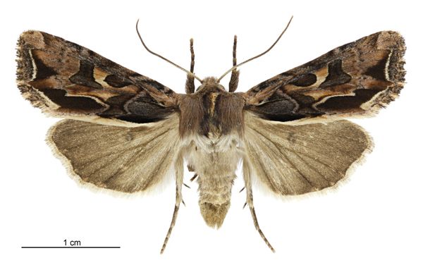 File:Graphania maya female.jpg