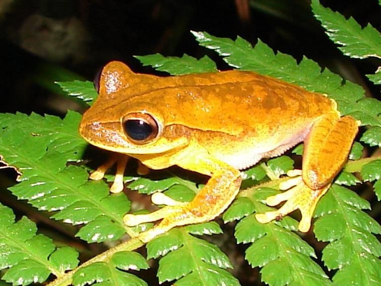 File:Hypsiboas bischoffi01a.jpg