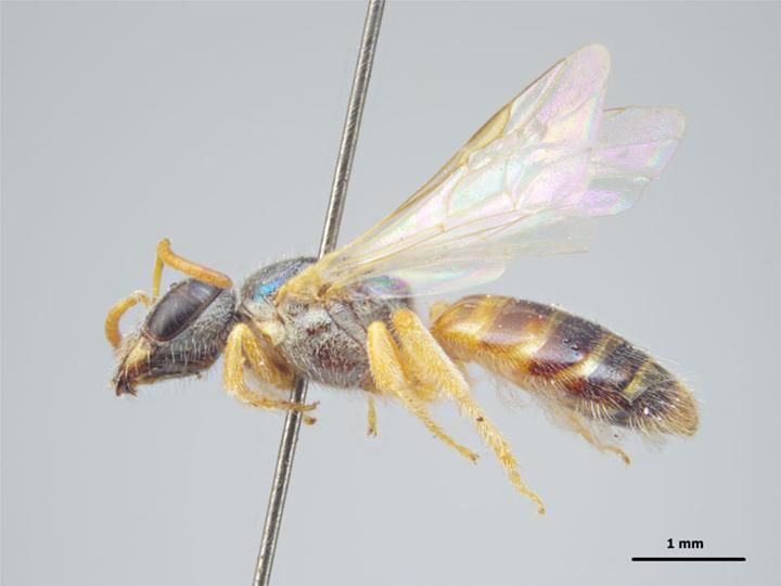 File:Lasioglossum imitatum f.jpg