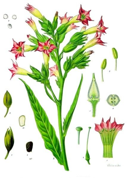 File:Nicotiana tabacum - Köhler–s Medizinal-Pflanzen-098.jpg