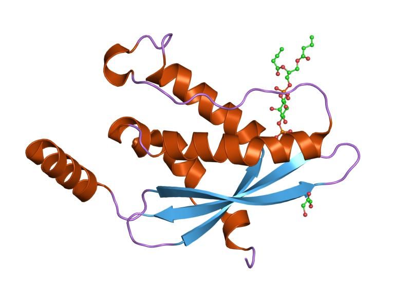 File:PDB 1h6h EBI.jpg