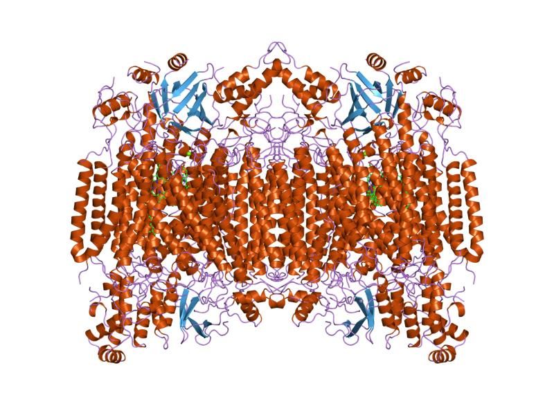 File:PDB 1occ EBI.jpg