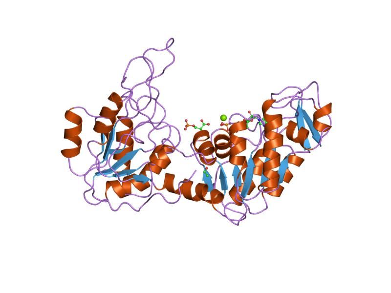 File:PDB 3pgk EBI.jpg