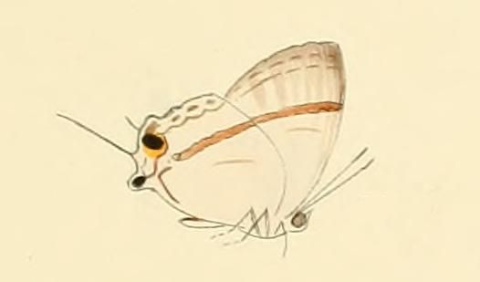 File:Paradeudorix eleala.JPG