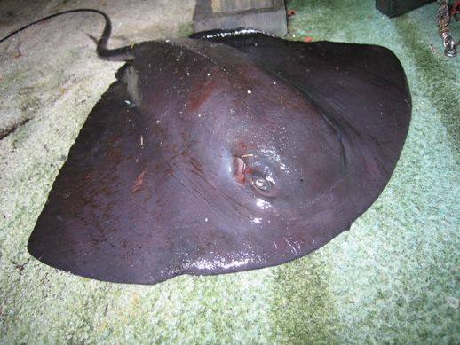 File:Pelagic stingray2.jpg