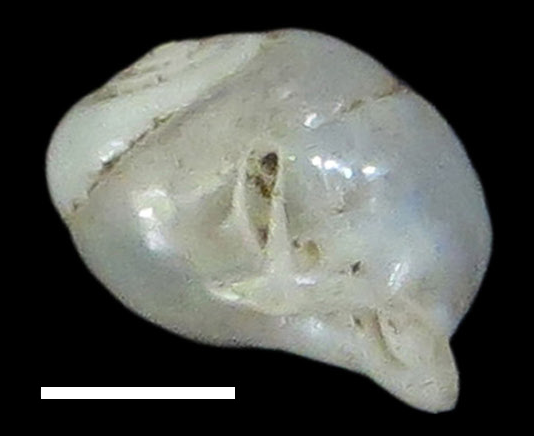 File:Perrottetia hongthinhae shell 4.png