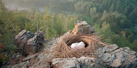 File:Pohribny Jan 2007-nest.jpg