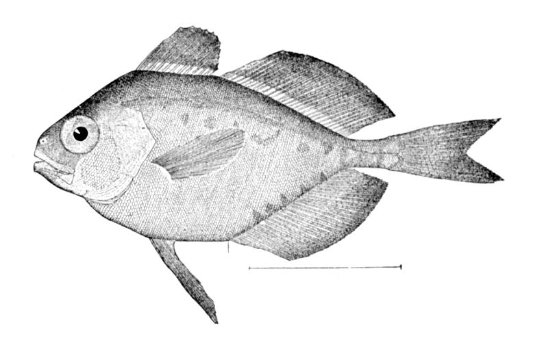 File:Psenes pellucidus.jpg