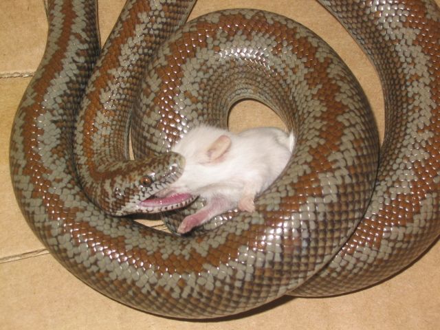 File:Rosy boa eating.JPG