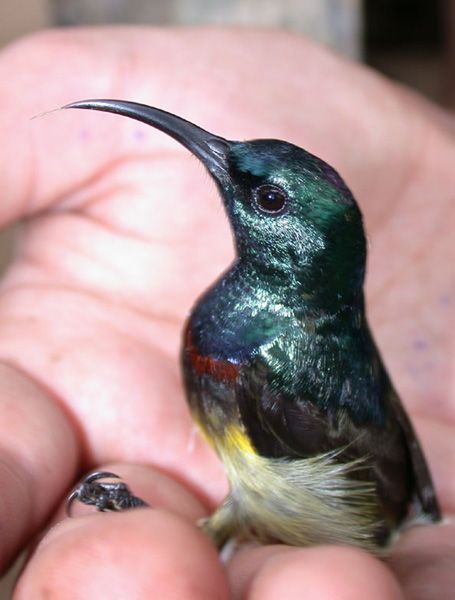 File:Souimanga Sunbird (Cinnyris souimanga).jpg