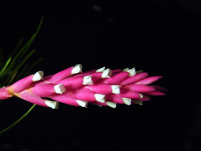 File:Tillandsia tenuifolia 1.jpg