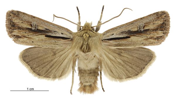 File:Tmetolophota propria male.jpg