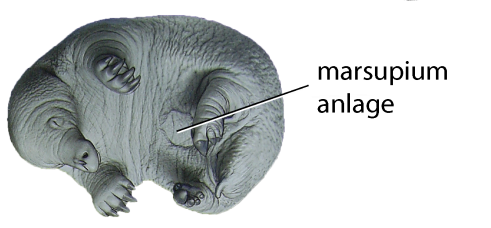 File:AB1. Marsupium anlage (M03a).png