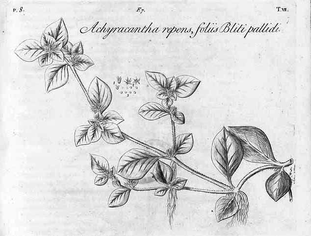 File:Alternanthera pungens00.jpg