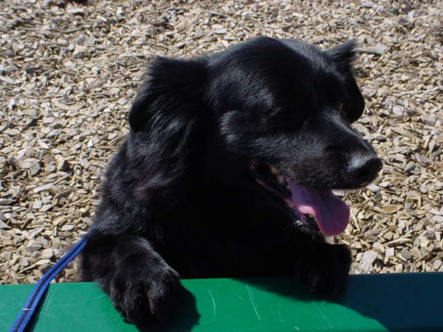 File:Amy (dog) panting.jpg