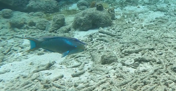 File:Atlantic Trumpetfish Picture2.png