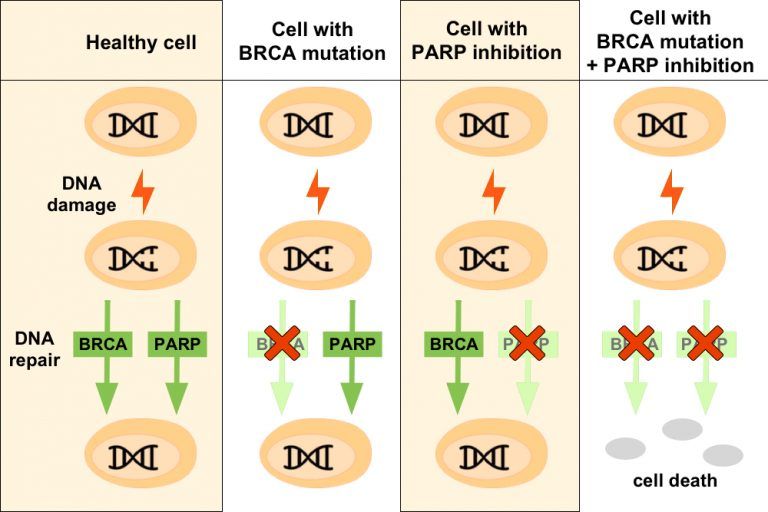 File:BRCA PARP twohit.jpg