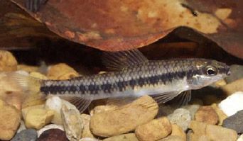 File:Characidium fasciatum.jpg