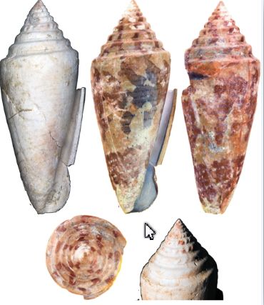 File:Conus bellacoensis.jpg