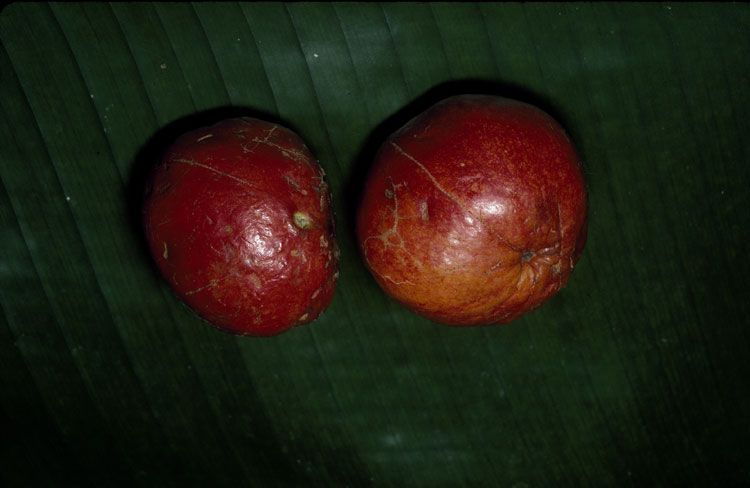 File:Cryptocarya oblata fruit.jpg