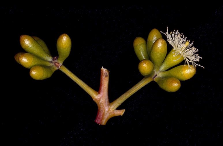 File:Eucalyptus trivalva buds.jpg