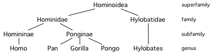 File:Hominoid taxonomy 3.png